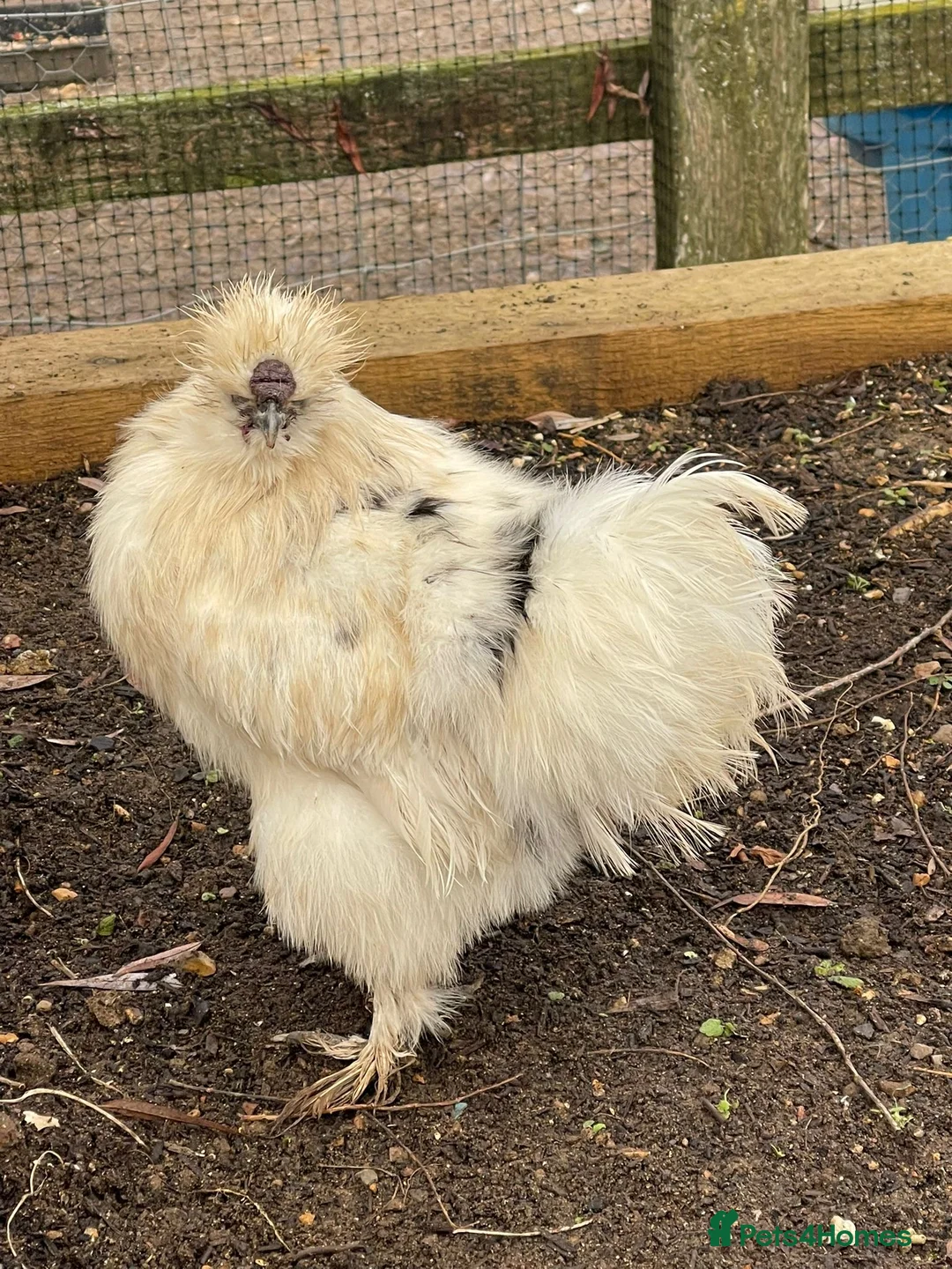 Chickens poultry for sale: Silkies - Male - Advert 4