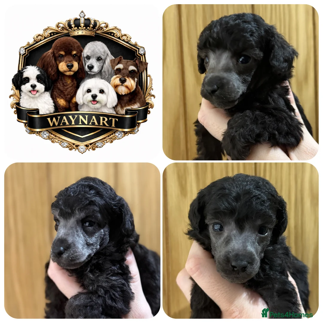 Miniature Poodle dogs for sale: OUTSTANDING SILVER MINI POODLES BEST IN 🇬🇧  - Advert 1