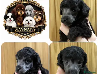 Miniature Poodle dogs OUTSTANDING SILVER MINI POODLES BEST IN 🇬🇧 - Advert 8