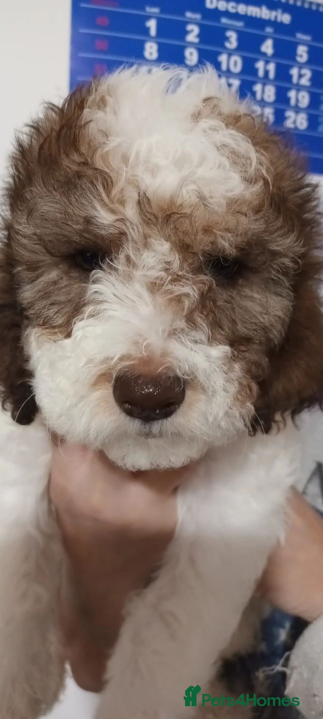 Lagotto Romagnolo dogs for sale: Lagotto Romagnolo - Advert 11