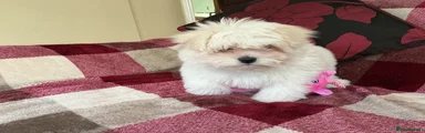 Maltese 1