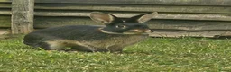 Rex rabbits for sale: Male black otter-rex bunny in Reading - Advert 2