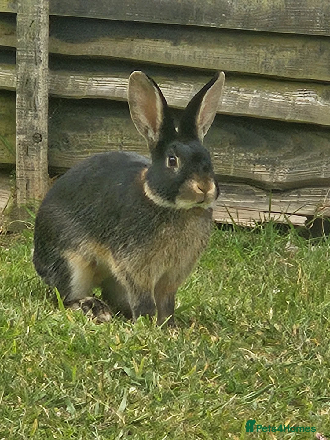 Rex rabbits for sale: Male black otter-rex bunny in Reading - Advert 2