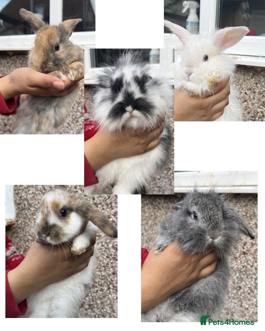 Mini Lion Lop rabbits Fluffy mini lion lops  - Advert 2
