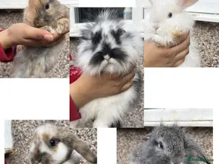 Mini Lion Lop rabbits Fluffy mini lion lops - Advert 2