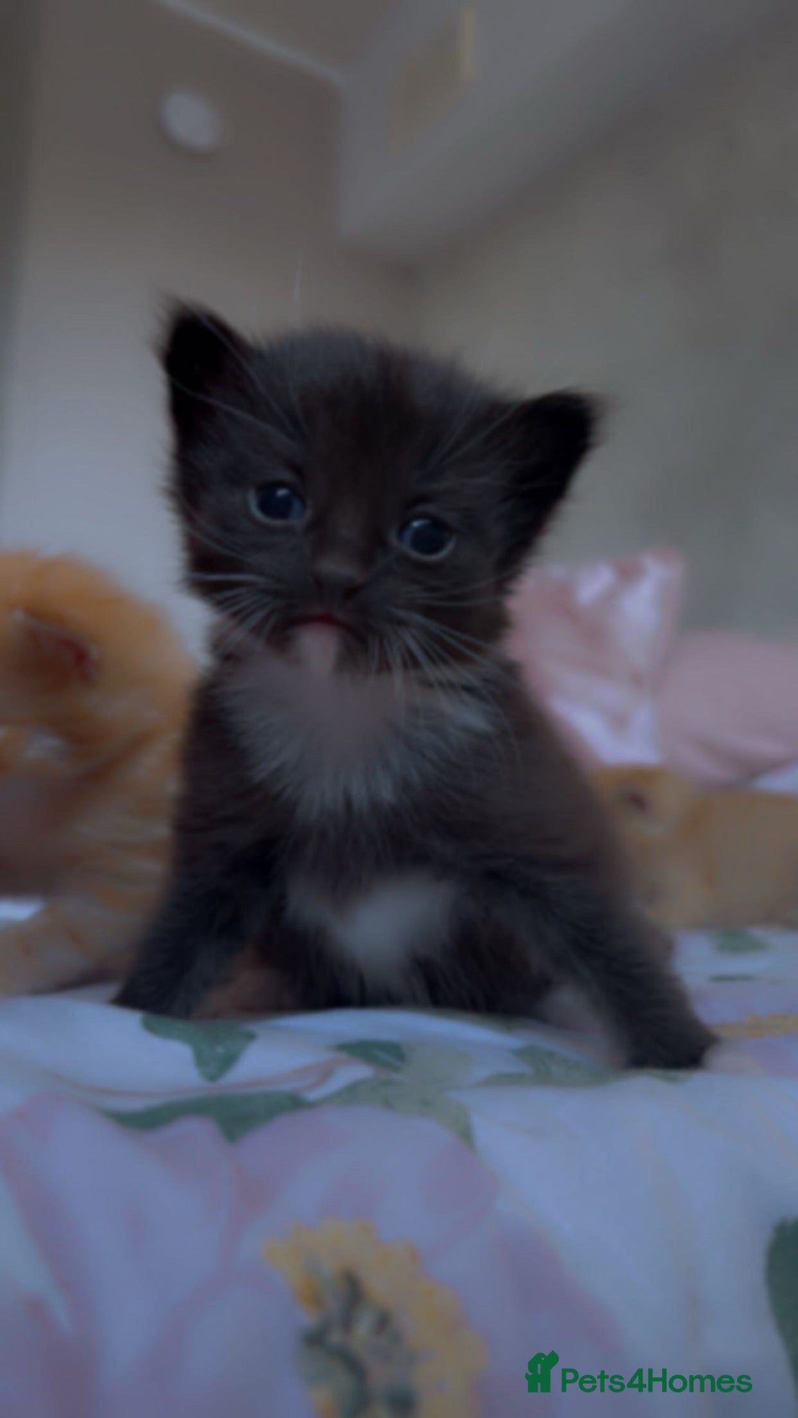 Mixed Breed cats Gorgeous 3 week old kittens.  - Advert 6