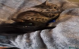 Domestic Shorthair cats for sale: 3 female kittens  - Image 8