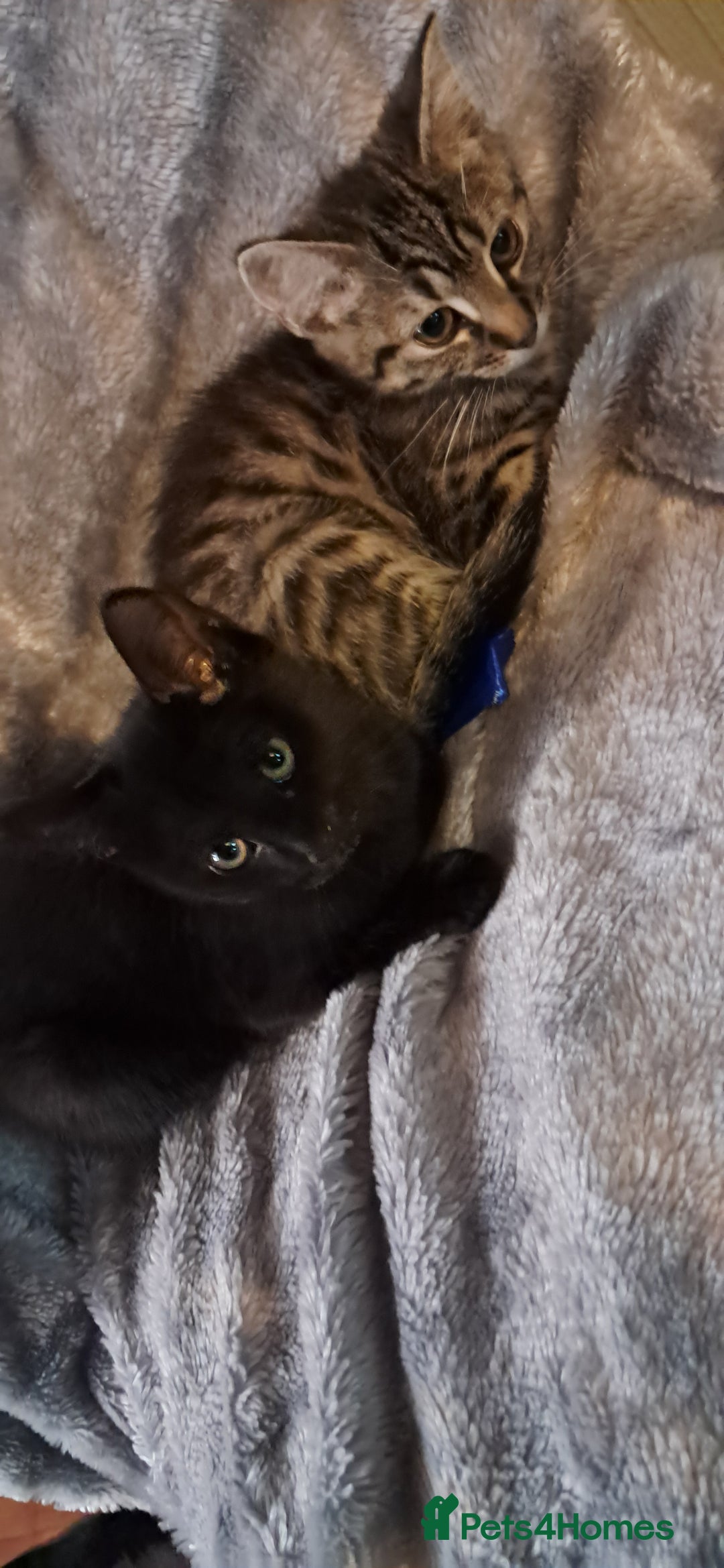 Domestic Shorthair cats for sale: 3 female kittens  - Image 8