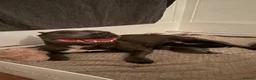 Staffordshire Bull Terrier dogs for sale: Staffordshire Bull Terrier Puppies KC Registered in Drybrook - Advert 6
