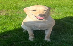 Labrador Retriever dogs for sale: Beautiful Labrador girl  - Image 13