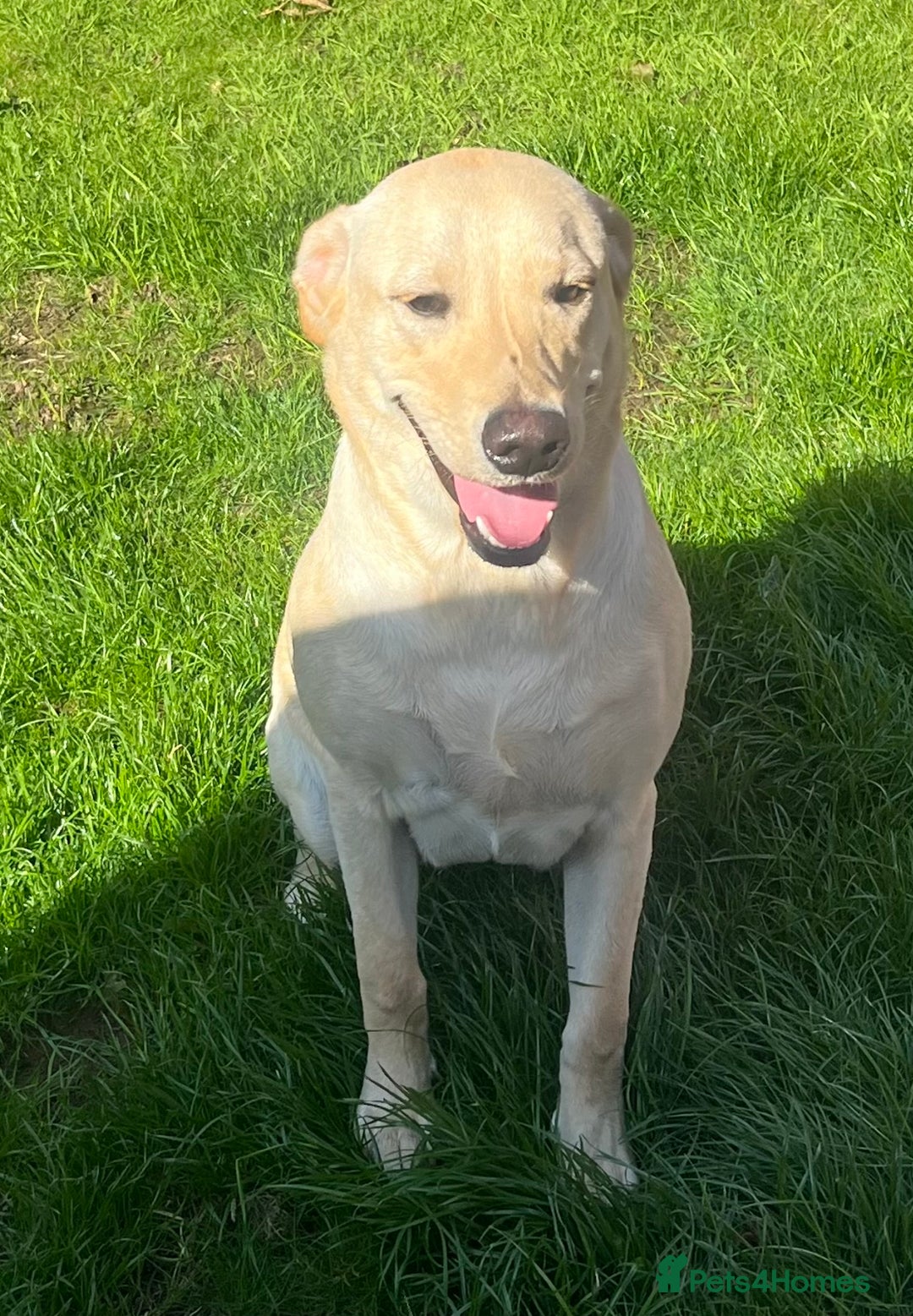 Labrador Retriever dogs for sale: Beautiful Labrador girl  - Image 13
