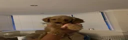 Cockapoo dogs for sale: ONLY 3 GIRLS LEFT!!! - Advert 5