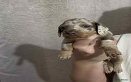 Miniature Dachshund dogs for sale: Miniature dachshunds  - Image 2