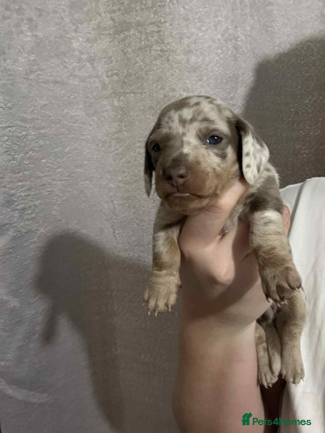 Miniature Dachshund dogs for sale: Miniature dachshunds  - Image 2