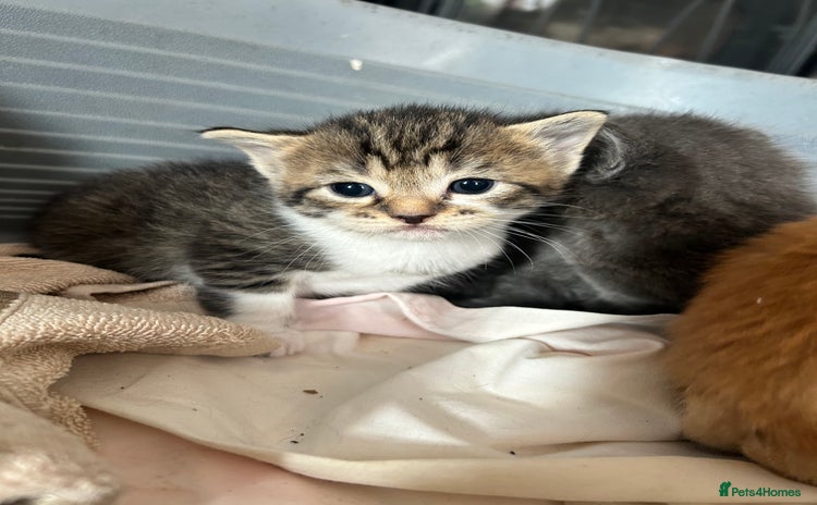 Mixed Breed cats - Advert 1