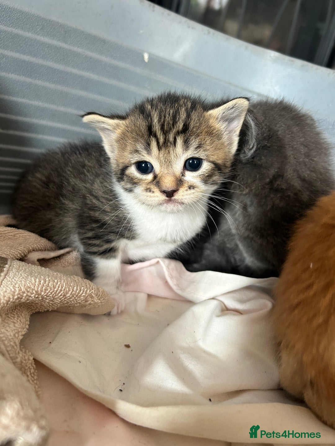 Mixed Breed cats for sale: Beautiful kittens  - Image 1