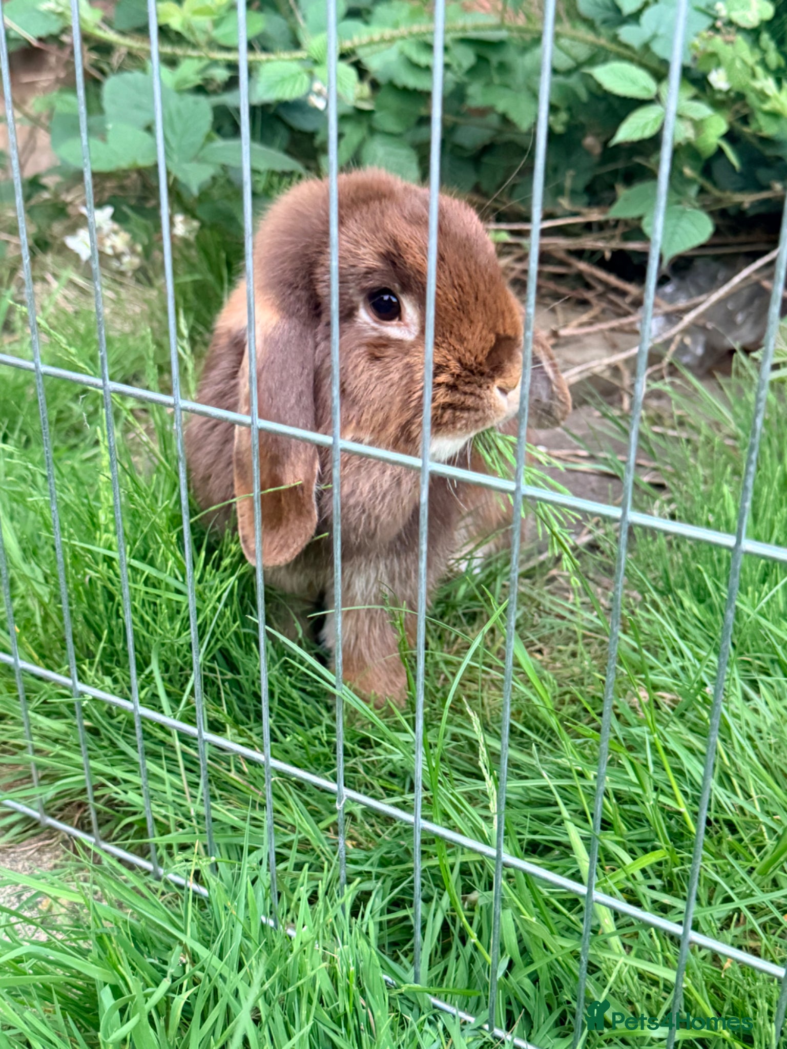 Mini Lop rabbits for sale: Mini Lop babies Ready to go  - Advert 7