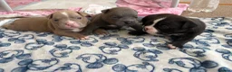 American Bully dogs for sale: 🧬 STUNNING CHUNKY POCKET BULLYS 🏆  - Advert 21