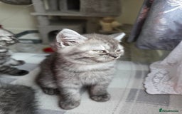 Scottish Fold cats for sale: Scottish straight ears kittens,READY NOW! - Image 5