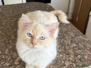 Ragdoll cats 2 female ragdolls looking for new home - Advert 4