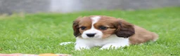 Cavapoo dogs for sale: Beautiful Cavapoo puppies for sale - Advert 9