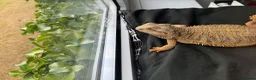 Bearded Dragon reptiles for sale: Bearded Dragon  in Chard - Advert 6