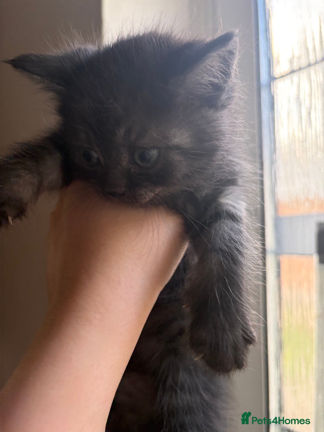 British Shorthair cats for sale: British short hair/persian mother - Advert 21