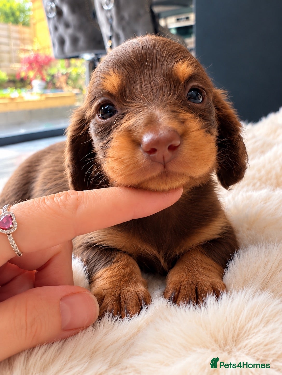 Miniature Dachshund dogs Exquisite mini L/H chocolate/cream 5* licensed  - Advert 2