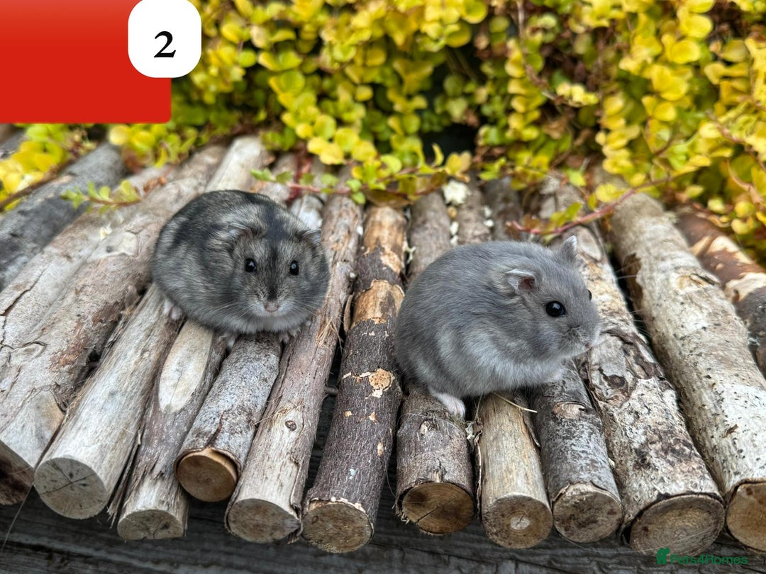 Hamster rodents for sale: Dwarf winter white russian hamsters. Sheffield. - Image 4