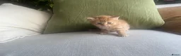 Mixed Breed cats for sale: Three (3) ginger kittens for sale - Advert 7