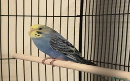 Budgerigars birds for sale: Approx 2 Month Old Budgie for Sale in Woking.  - Advert 1