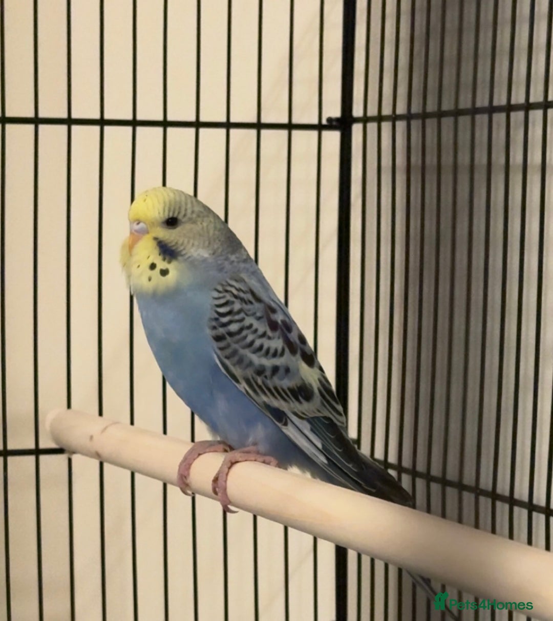 Budgerigars birds for sale: Approx 2 Month Old Budgie for Sale in Woking.  - Advert 1