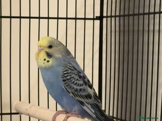 Budgerigars birds for sale: Approx 2 Month Old Budgie for Sale in Woking. - Advert 1