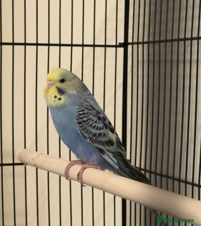 Budgerigars birds Approx 2 Month Old Budgie for Sale in Woking. - Advert 1
