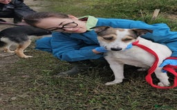 Mixed Breed dogs for adoption: Honour - Norwich Norfolk  - Advert 7