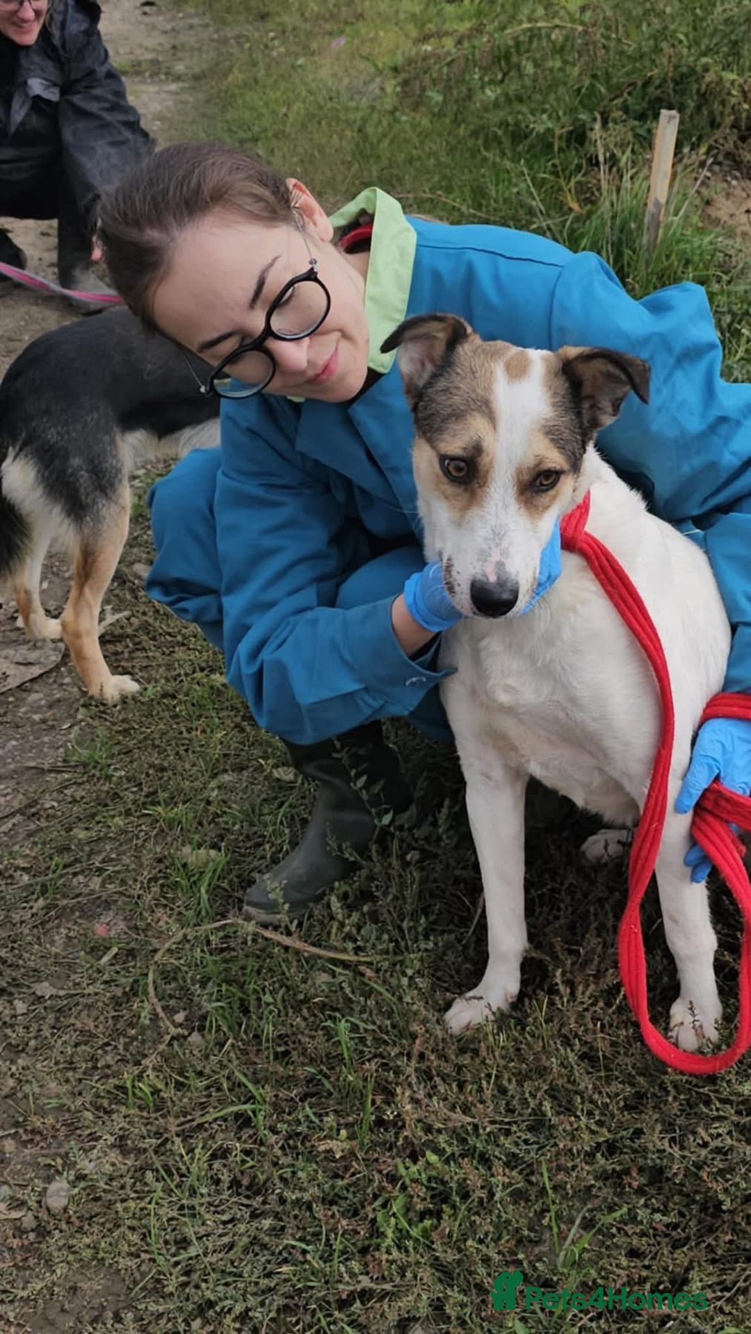 Mixed Breed dogs for adoption: Honour - Norwich Norfolk  - Advert 7