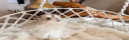 Ragdoll cats for sale: Show quality Ragdoll kittens from champion lines - Advert 12
