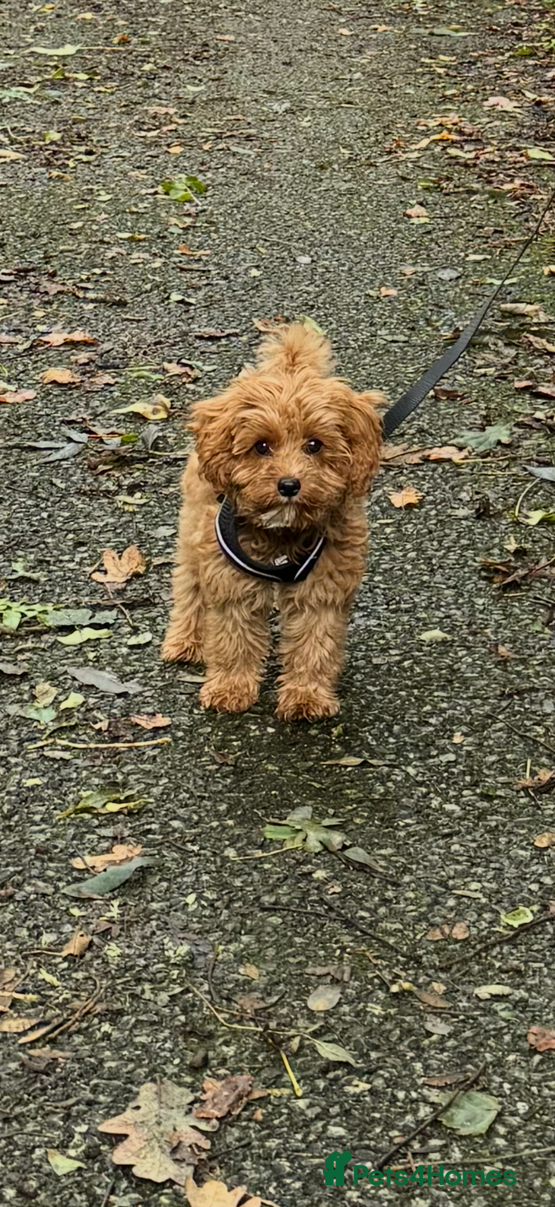 Cavapoo dogs for sale: Male cavapoo for sale  - Advert 2