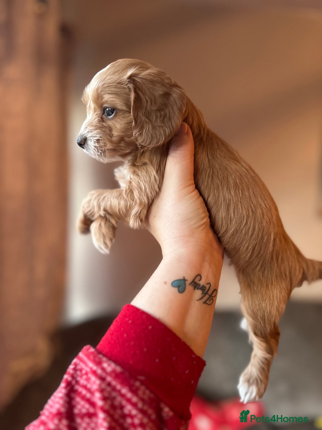 Cockapoo dogs for sale: F1 cockapoos - Advert 5