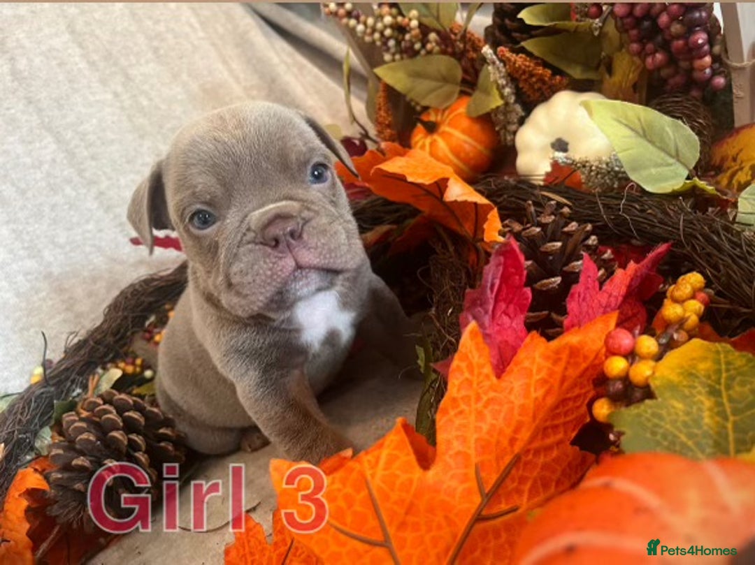 English Bulldog dogs for sale: Isabella and tri English bulldog puppy’s  - Image 10