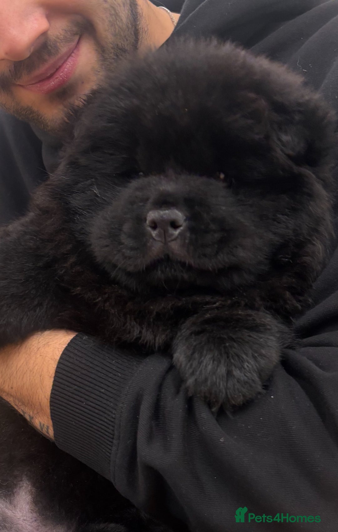 Chow Chow dogs for sale: REDUCED PRICE Chow chow pups mixed  coats  - Advert 3