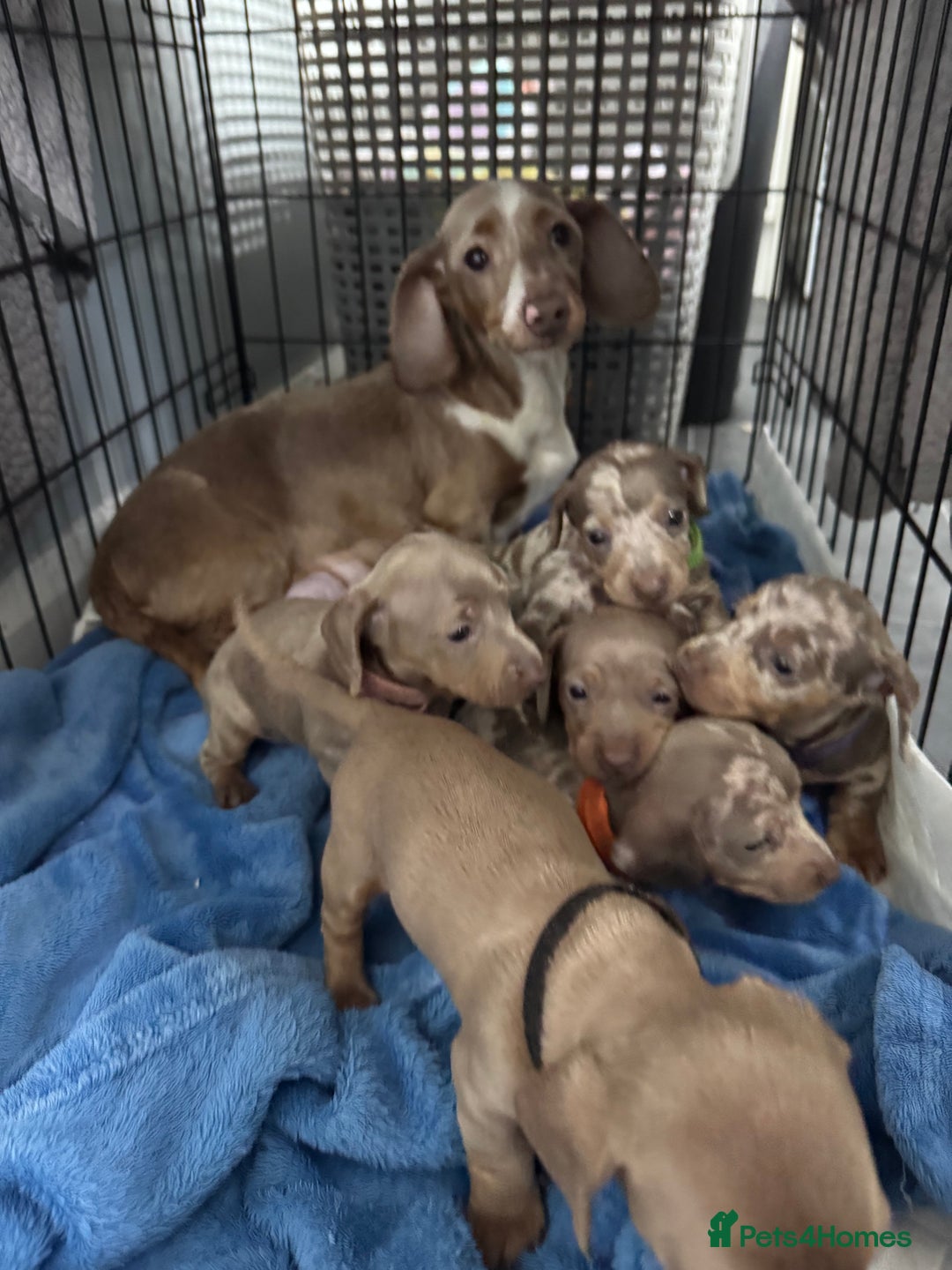 Miniature Dachshund dogs for sale: beautiful miniature Dachshunds  - Image 9