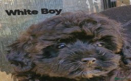Mixed Breed dogs for sale: Yorkiepoo Puppies - Image 11