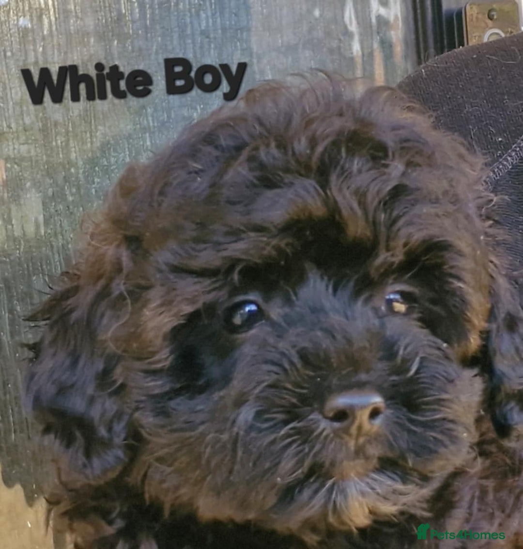Mixed Breed dogs for sale: Yorkiepoo Puppies - Image 11