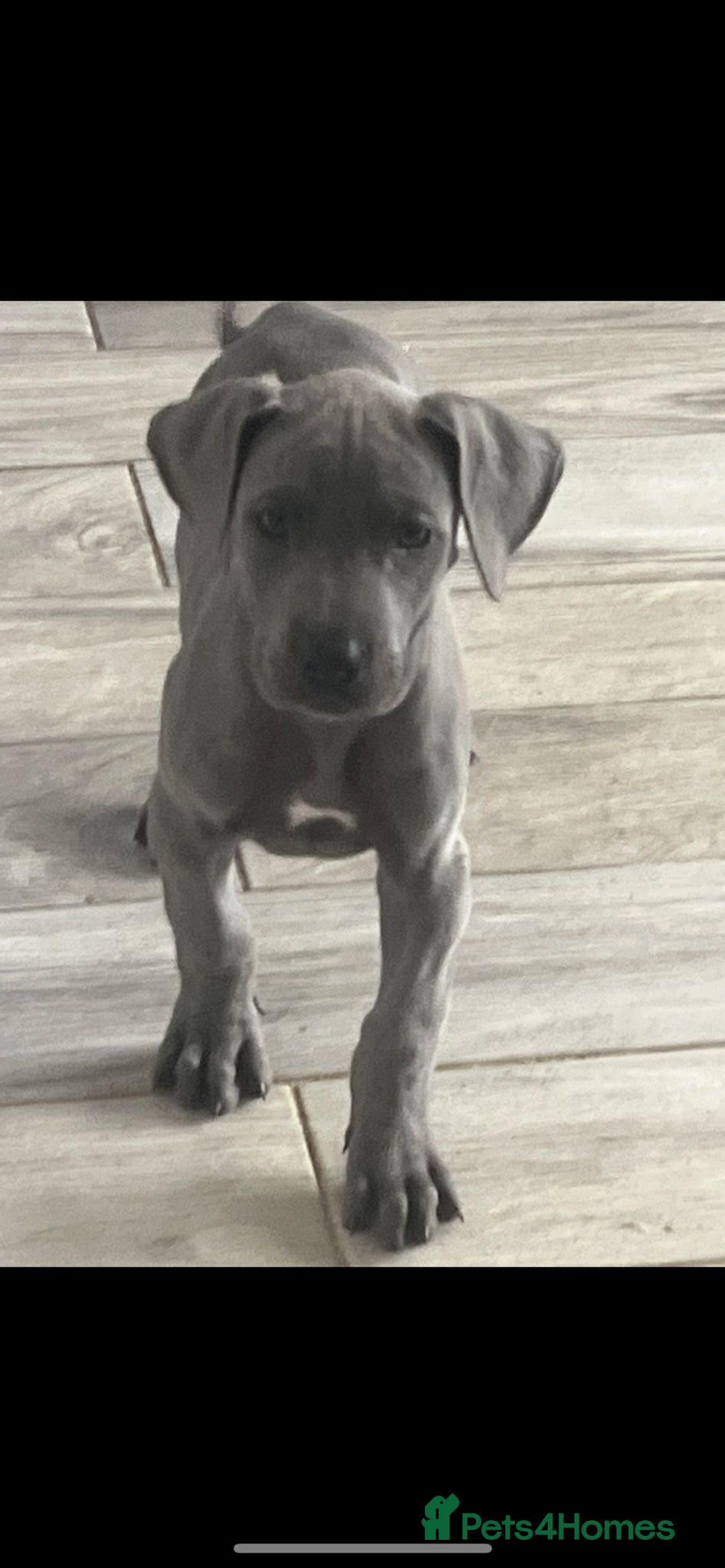 Great Dane dogs for sale: 7 left -12 beautiful Great Dane puppies black/blue - Image 4