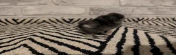 Chickens poultry for sale: Silkie Chicks mixed colours 17 left  in Hebburn - Advert 35