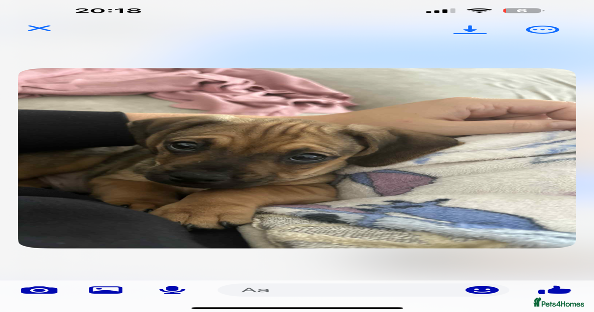 Dachshund cross pug puppies for sale in Huddersfield Pets4Homes