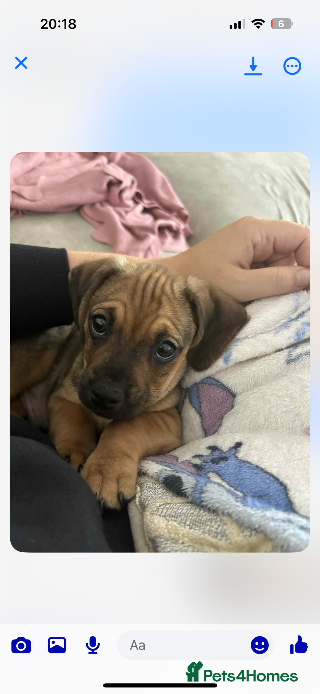 Mixed Breed dogs for sale: Dachshund x pug puppies - Image 1