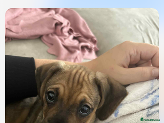 Mixed Breed dogs - Advert 1