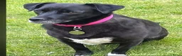 Mixed Breed dogs for adoption: 🐾❤️Meet Bramble in Chelmsford - Advert 2
